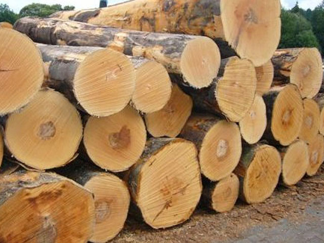 Lựa chọn chất gỗ đầu vào để sản xuất